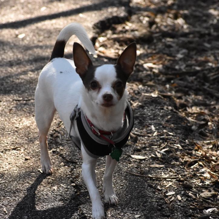 One of Rebecca's dogs Sunny. She is standing in mulch outside