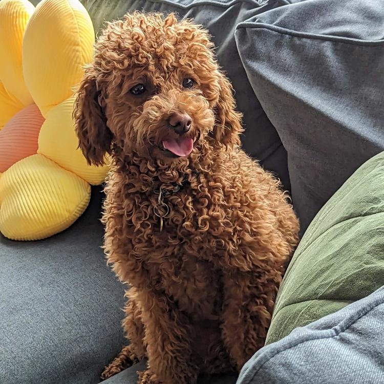 milo on a couch