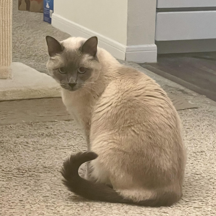 Mimi