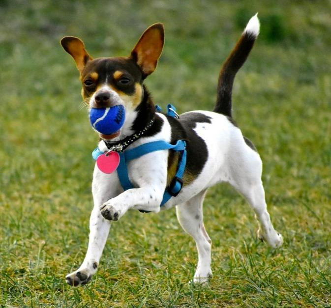 One of Rebecca's dogs Luna. She is running in a field with a blue tennis ball in her mouth.